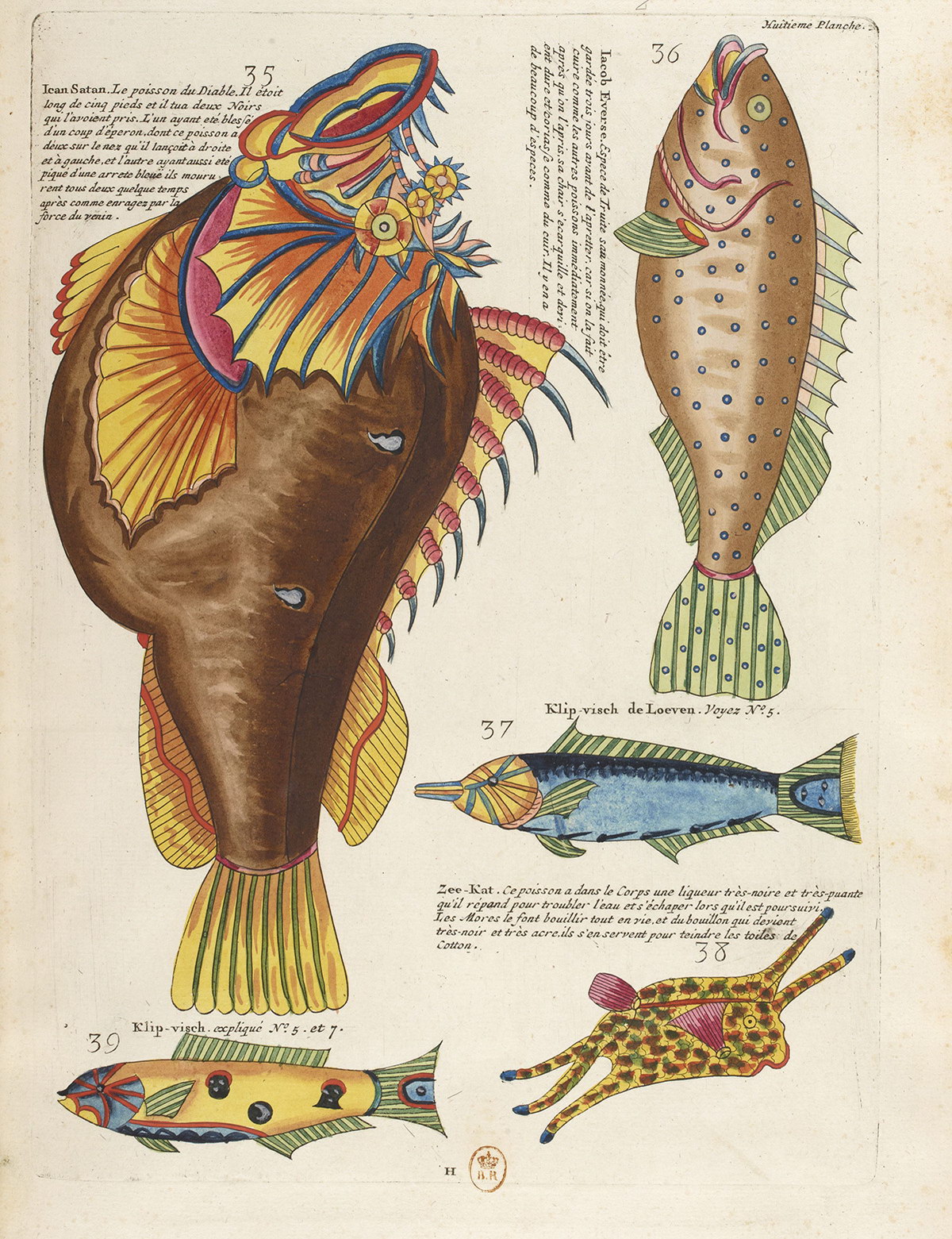 摩鹿加群岛周围和南部海岸海洋生物图谱 | 法国1719年刊本